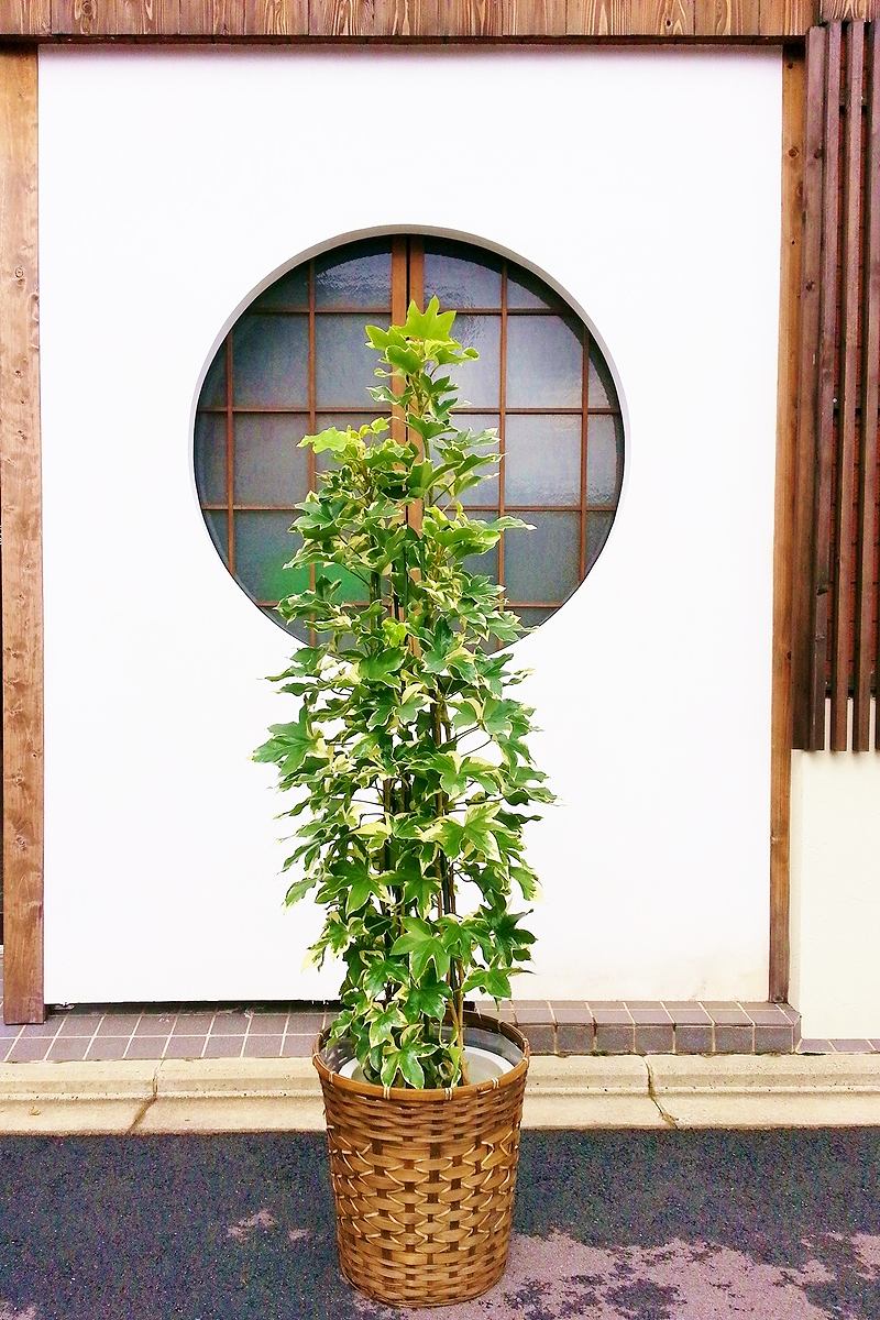 【※現在販売調整中】観葉植物 ファトスヘデラ タワー仕立て（鉢カバー付）