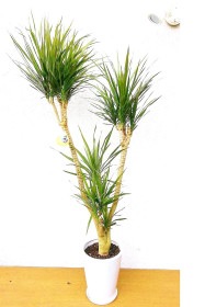 【※現在販売調整中】観葉植物 ドラセナ コンシンネ（白陶器）