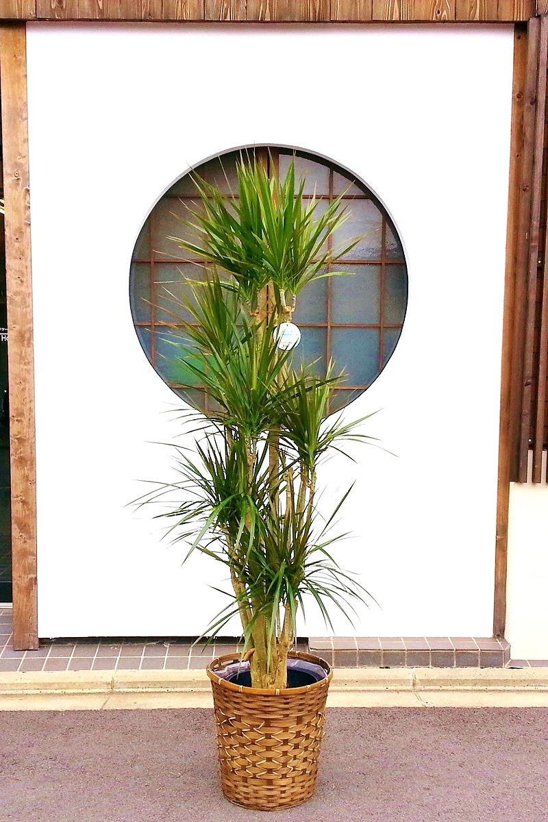 ［現品］F1 ドラセナコンシンネ　観葉植物　大型　室内　黒　鉢カバー付　一点物 観葉植物 ドラセナ コンシンネ 6号 プラスチック鉢 | 観葉植物