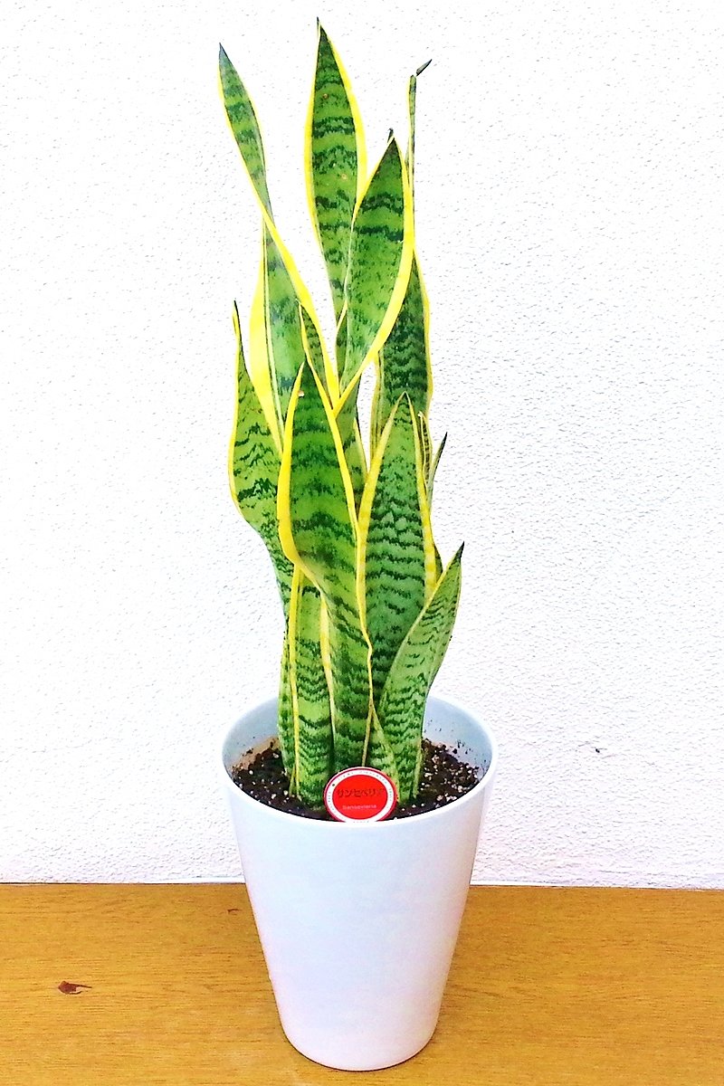 【※現在販売調整中】観葉植物 サンセベリア（白陶器）