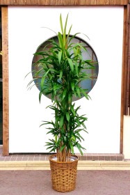 【※現在販売調整中】観葉植物 ドラセナ コルジリネ 青ドラセナ（鉢カバー付）