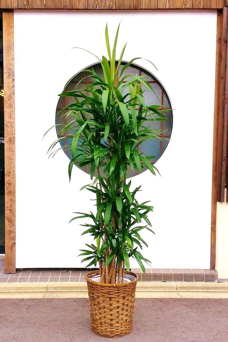 【※現在販売調整中】観葉植物 ドラセナ コルジリネ 青ドラセナ（鉢カバー付）