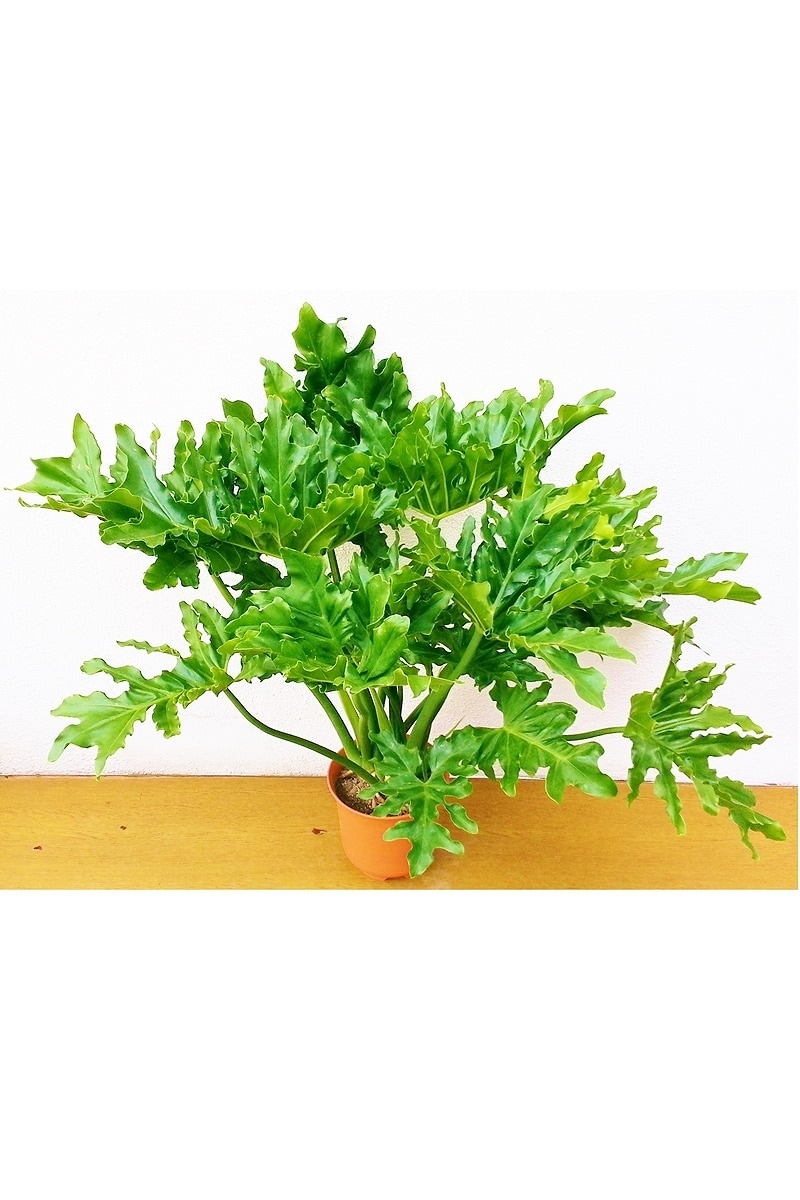 【※現在販売調整中】観葉植物 セロウム