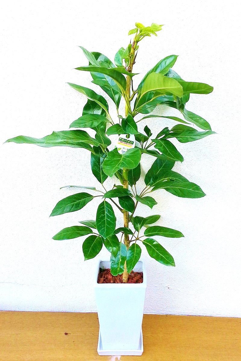 【※現在販売調整中】観葉植物 シェフレラアルパイン（白陶器）