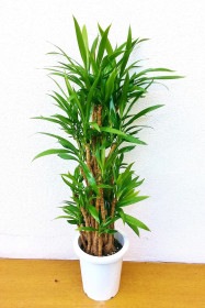【※現在販売調整中】観葉植物 ドラセナ コルジリネ 青ドラセナ