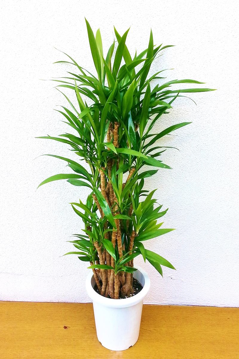 【※現在販売調整中】観葉植物 ドラセナ コルジリネ 青ドラセナ