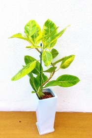 【※現在販売調整中】観葉植物 フィカスアルティシマ曲がり(白陶器)