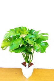 【※現在販売調整中】観葉植物 モンステラ