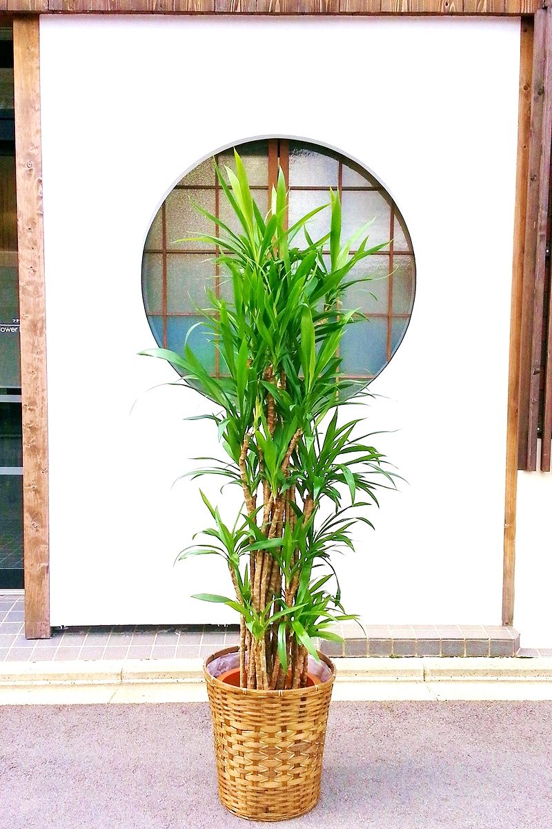 現在販売調整中】観葉植物 ドラセナ コルジリネ 青ドラセナ（鉢カバー