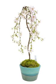 【残りわずか】<2026年 数量限定> 京都小鉢(ミニ盆栽)京桜シリーズ 平安一重しだれ桜(信楽焼き)