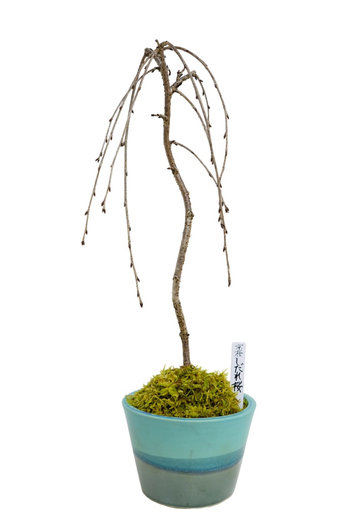 残りわずか】<2026年 数量限定> 京都小鉢（ミニ盆栽）京桜シリーズ