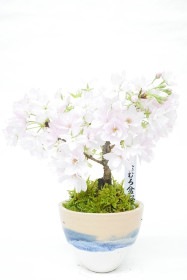【1月24日10:00 再販予定】<2026年 数量限定> 京都小鉢（ミニ盆栽） 京桜シリーズ おむろ盆桜1本立（信楽焼アソート陶器）