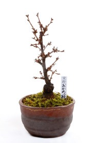 【葉桜】<2026年 数量限定> 京都小鉢（ミニ盆栽）京桜シリーズ おかめ桜