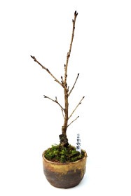 【葉桜】<2026年 数量限定> 京都小鉢（ミニ盆栽）京桜シリーズ 白妙桜（しろたえ）