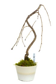 【1月24日10:00 再販予定】<2026年 数量限定>  京都小鉢（ミニ盆栽）京桜シリーズ 平安八重しだれ桜（信楽焼き）
