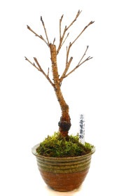 【葉桜】<2026年 数量限定> 京都小鉢（ミニ盆栽）京桜シリーズ 普賢象桜（ふげんぞう）