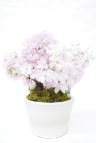 【残りわずか】<2026年 数量限定> 京都小鉢（ミニ盆栽） 京桜シリーズ おむろ盆桜2本立（信楽焼アソート陶器）