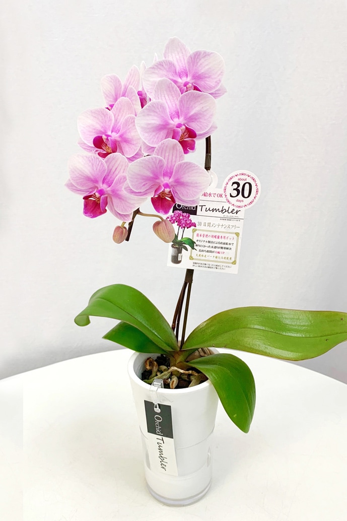【販売調整中】【数量限定 2026年 母の日】京都 ミニ胡蝶蘭（ミディ） タンブラー 薄ピンク 1本立