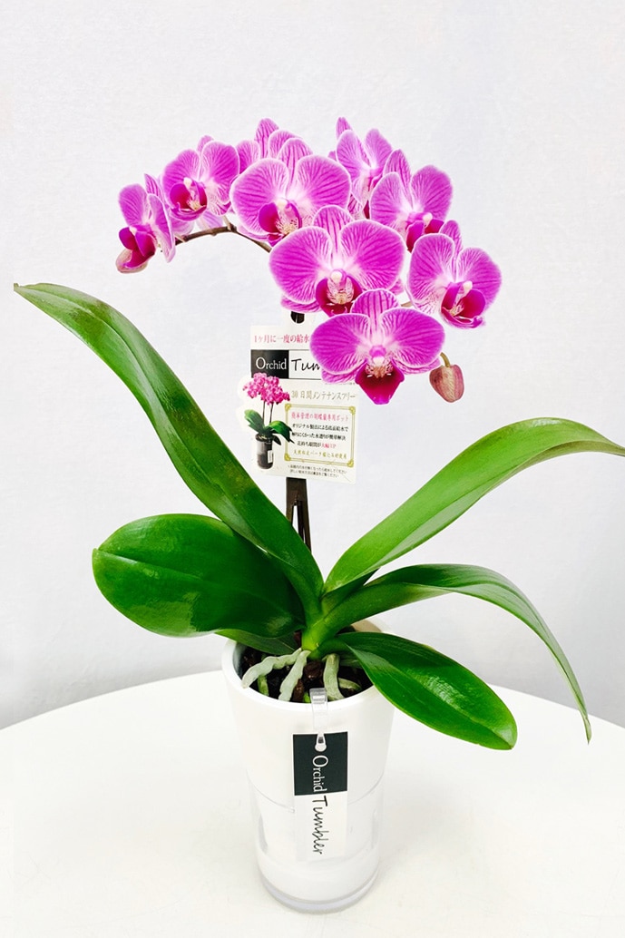 【数量限定 2026年 母の日】京都 ミニ胡蝶蘭（ミディ） タンブラー 紫ピンク 1本立