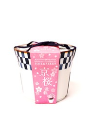 京都小鉢（ミニ盆栽） 種栽培セット　京桜