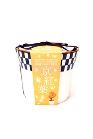 京都小鉢（ミニ盆栽） 種栽培セット　京紅葉