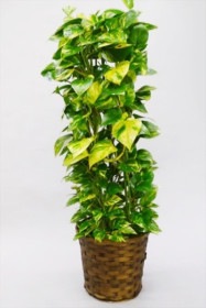 京都 観葉植物 ポトス（中型サイズ）
