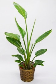京都 観葉植物 ストレリチア・オーガスター（中型サイズ）