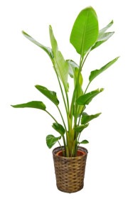 京都 観葉植物 ストレリチア・オーガスター（大型サイズ）