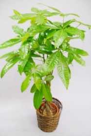 京都 観葉植物 パキラ（中型サイズ）