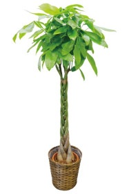 京都 観葉植物 パキラ（大型サイズ）
