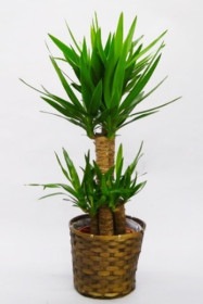 京都 観葉植物 ユッカ（中型サイズ）