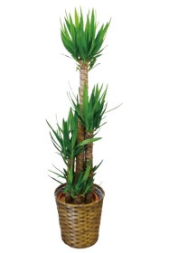 京都 観葉植物 ユッカ（大型サイズ）