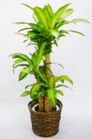 京都 観葉植物 ドラセナ マッサンゲアナ（中型サイズ）