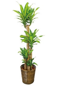 京都 観葉植物 ドラセナ マッサンゲアナ（大型サイズ）