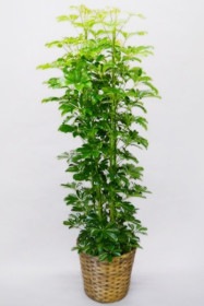 京都 観葉植物 カポック（シェフレラ）（大型サイズ）