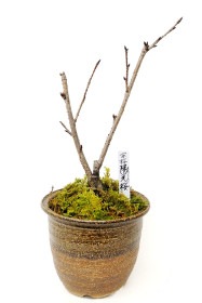 【葉桜】<2026年 数量限定> 京都小鉢（ミニ盆栽）京桜シリーズ 陽光桜（ようこう）