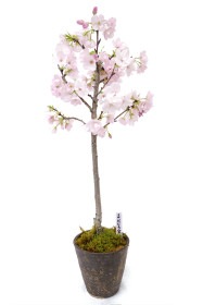 【1月24日10:00 再販予定】<2026年 数量限定> 京都小鉢（ミニ盆栽）京桜シリーズ おむろ盆桜 特別仕立て（信楽焼）
