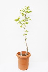 【1月24日10:00 再販予定】<2026年 数量限定> 京都小鉢（ミニ盆栽）京桜シリーズ 有明桜（ありあけ） 苗木