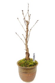 【葉桜】<2026年 数量限定> 京都小鉢（ミニ盆栽）京桜シリーズ 啓翁桜（けいおう）