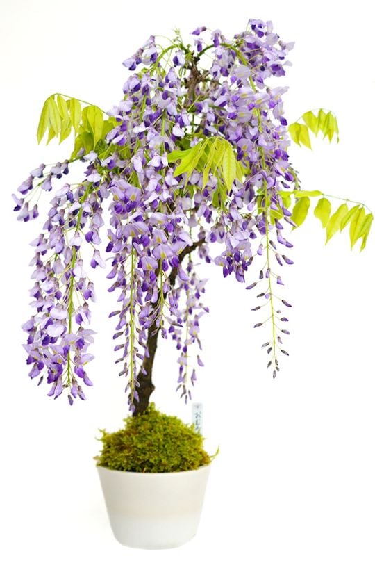 【2026年 数量限定】京都小鉢（ミニ盆栽）シリーズ 京藤 大サイズ （信楽焼アソート陶器）苔付