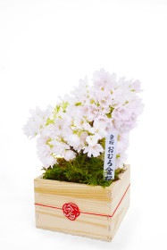 【3月26日10:00 再販予定】<2026年 数量限定> 京都小鉢（ミニ盆栽）京桜シリーズ おむろ盆桜1本立（ミニ升入り）