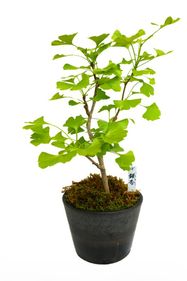 【数量限定】 京都小鉢（ミニ盆栽） 京銀杏　大（信楽焼アソート陶器）