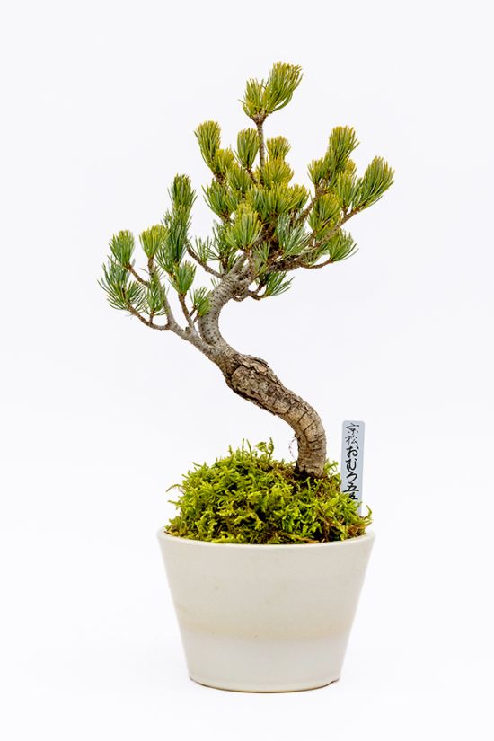 【数量限定 2026年 お正月ギフト】一年を通して常緑を楽しめる縁起物 おむろ京松（信楽焼陶器）