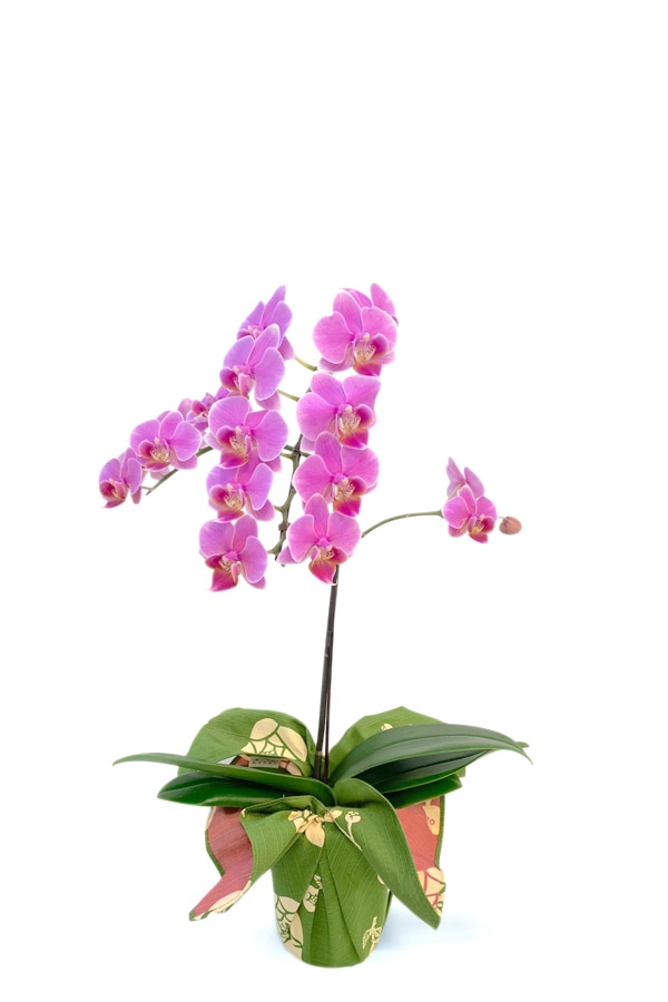 【数量限定 2026年 お正月ギフト】重厚でモダンな雰囲気の 京都 ミニ胡蝶蘭 京風呂敷包み 1本立 濃ピンク系