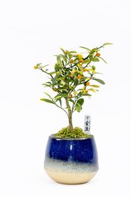 京都花室 おむろ -京都盆栽・生花-