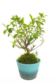 【数量限定】 京都小鉢（ミニ盆栽） 京梔子　大（信楽焼アソート陶器）