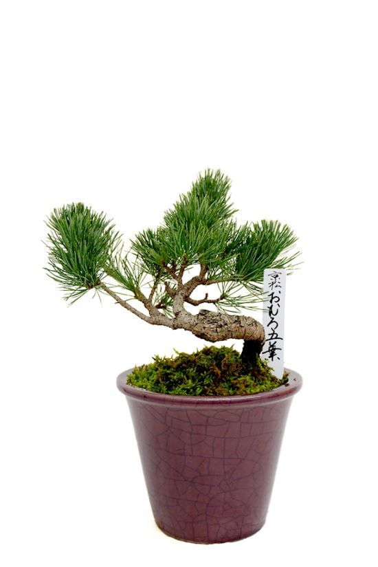 【数量限定 2026年 お正月ギフト】一年を通して常緑を楽しめる縁起物 京松 おむろ五葉 小（信楽焼）