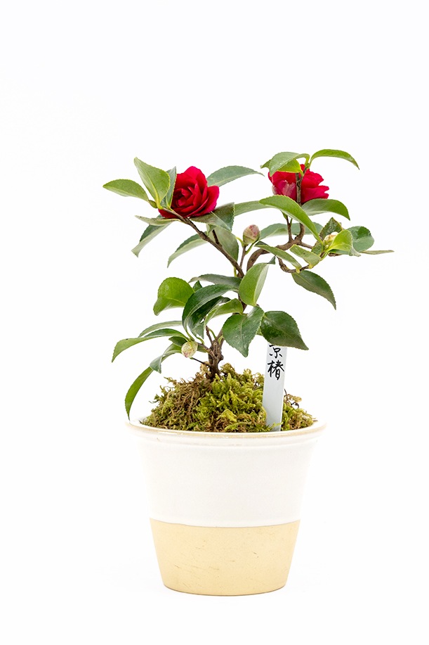 2026年 数量限定】京都小鉢（ミニ盆栽）京赤椿（信楽焼アソート陶器