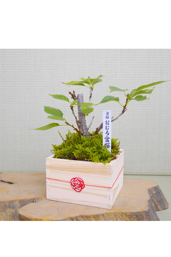 2025年 数量限定】京都小鉢（ミニ盆栽）京桜シリーズ おむろ盆桜