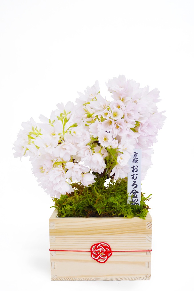 7_000000000504.jpg?1702277519